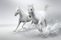 chevaux blanche neige fonctionnant noir et blanc
